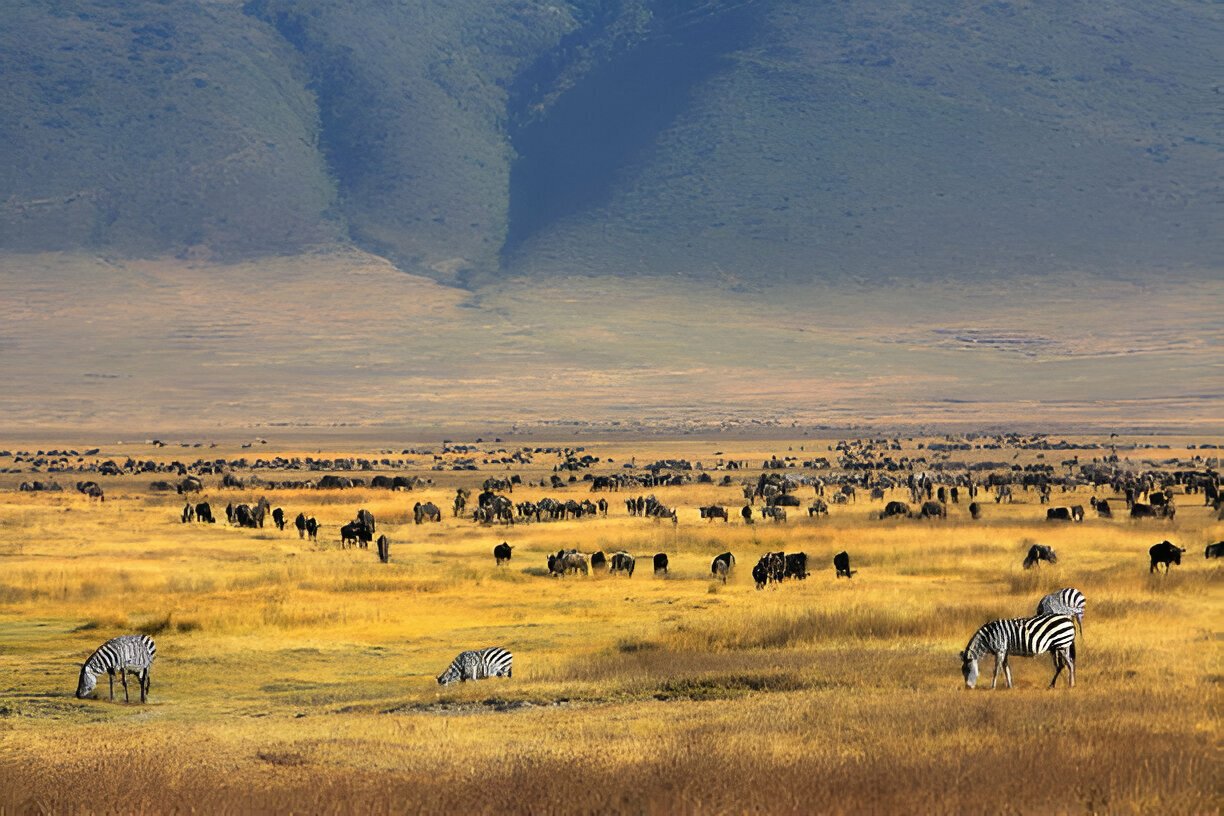 Ngorongoro