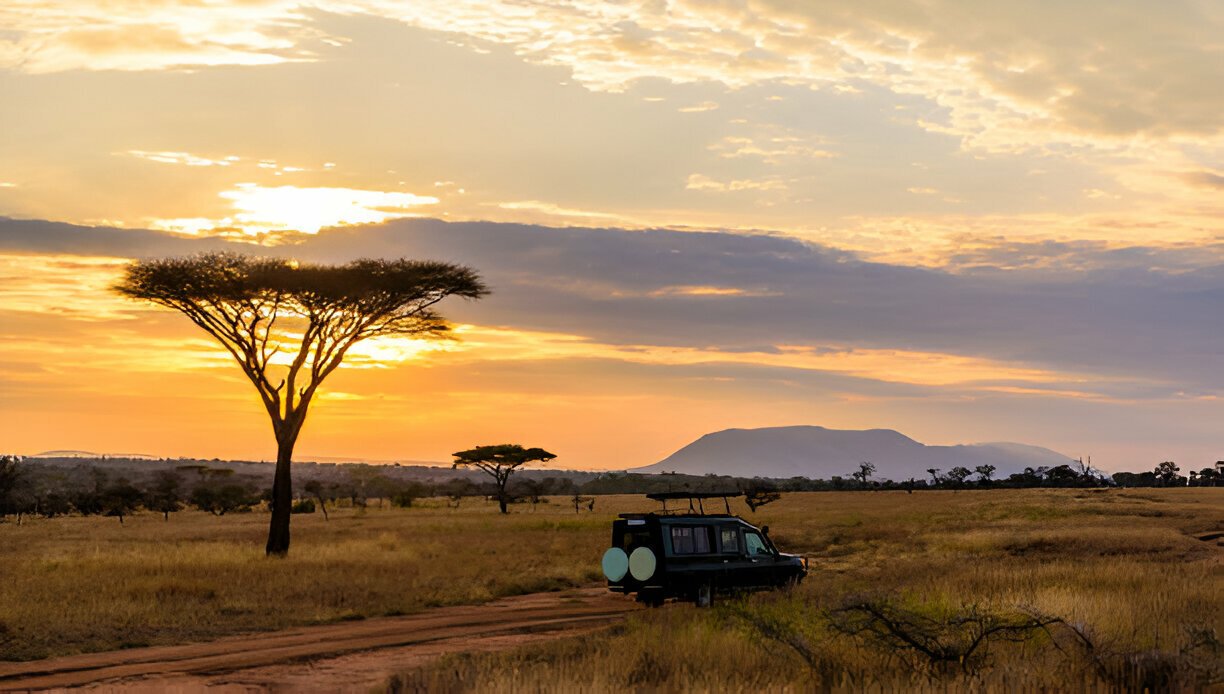Safari