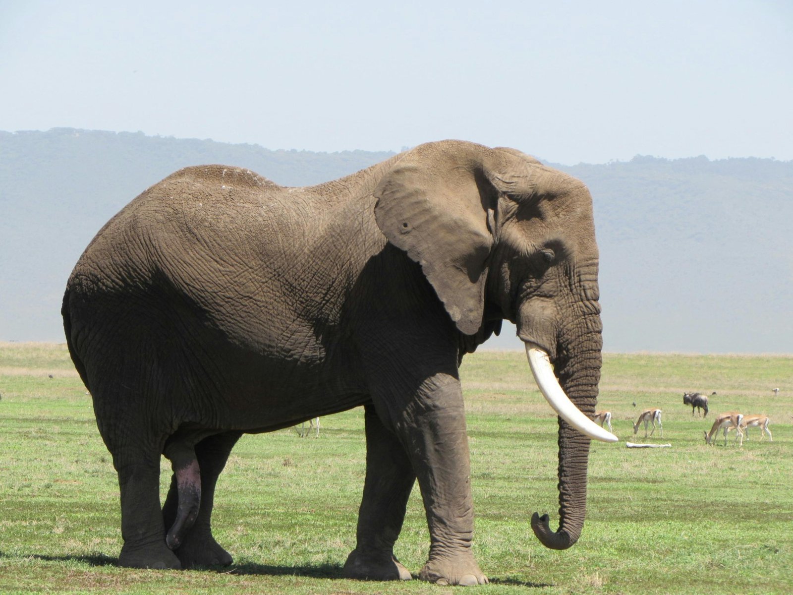 Tarangire